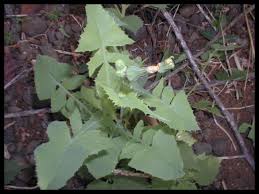 Attēlu rezultāti vaicājumam “Sonchus oleraceus leaf”
