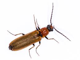 Attēlu rezultāti vaicājumam “Denticollis linearis”