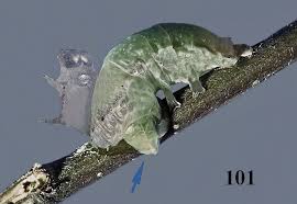 Attēlu rezultāti vaicājumam “Amphipyra pyramidea”