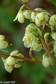 Attēlu rezultāti vaicājumam “Pyrola chlorantha bud”