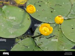 Attēlu rezultāti vaicājumam “Nuphar lutea leaf”
