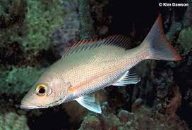 Image result for Lutjanus synagris