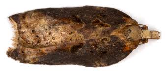 Attēlu rezultāti vaicājumam “Acleris cristana”