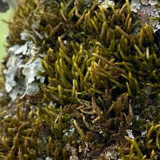 Attēlu rezultāti vaicājumam “Leucodon sciuroides”