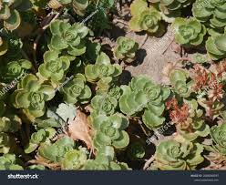 Attēlu rezultāti vaicājumam “Phedimus spurius”