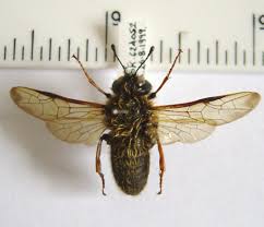 Attēlu rezultāti vaicājumam “Trichiosoma”