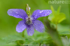 Attēlu rezultāti vaicājumam “Viola riviniana”