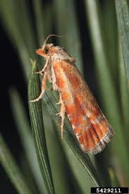 Attēlu rezultāti vaicājumam “Rhyacionia pinicolana”