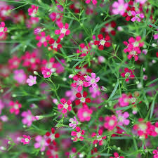 Attēlu rezultāti vaicājumam “Gypsophila muralis flower”