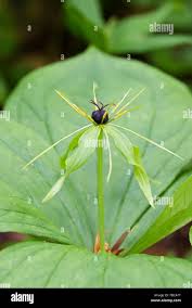 Attēlu rezultāti vaicājumam “Paris quadrifolia flower”