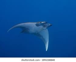 Image result for Mobula tarapacana