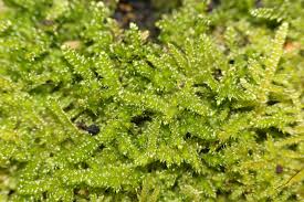 Attēlu rezultāti vaicājumam “Hypnum cupressiforme sporophyte”