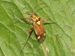 Attēlu rezultāti vaicājumam “Rhabdomiris striatellus”