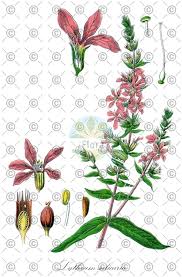 Attēlu rezultāti vaicājumam “Lythrum salicaria fruit”