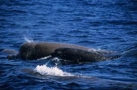 Image result for Hyperoodon ampullatus