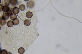 Attēlu rezultāti vaicājumam “Diderma ochraceum plasmodium”