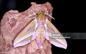 Attēlu rezultāti vaicājumam “Deilephila elpenor imago”