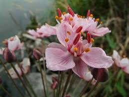 Attēlu rezultāti vaicājumam “Butomus umbellatus flower”