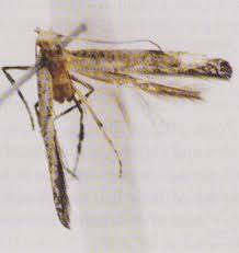 Attēlu rezultāti vaicājumam “Gracillaria syringella imago”