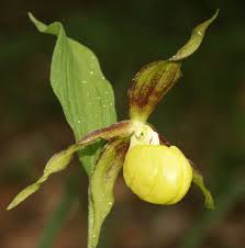 Attēlu rezultāti vaicājumam “Cypripedium calceolus”