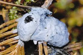 Attēlu rezultāti vaicājumam “Dictydiaethalium plumbeum macro”