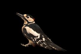 Attēlu rezultāti vaicājumam “Dendrocopos major male”