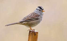 Image result for Zonotrichia leucophrys