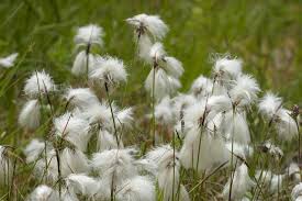 Attēlu rezultāti vaicājumam “Eriophorum angustifolium”