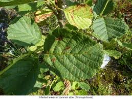 Attēlu rezultāti vaicājumam “Melampsoridium sp.”