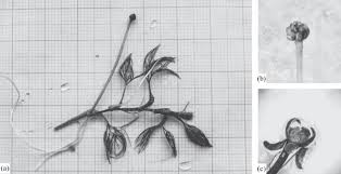 Attēlu rezultāti vaicājumam “Batrachium circinatum flower”