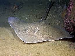 Image result for Raja clavata