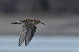 Image result for Calidris melanotos