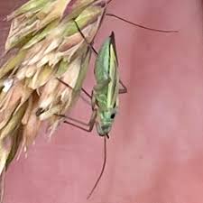 Attēlu rezultāti vaicājumam “Stenotus binotatus”