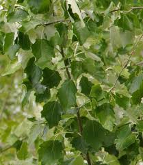 Attēlu rezultāti vaicājumam “Populus x canescens”