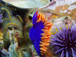 Image result for Mesocentrotus franciscanus