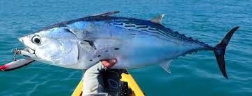 Image result for Euthynnus alletteratus