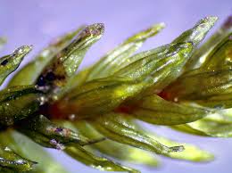 Attēlu rezultāti vaicājumam “Climacium dendroides sporophyte”