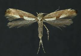 Attēlu rezultāti vaicājumam “Argyresthia semifusca”