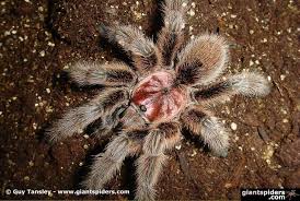 Znalezione obrazy dla zapytania Grammostola grossa