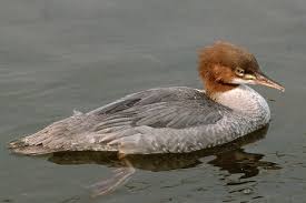 Attēlu rezultāti vaicājumam “Mergus merganser female”