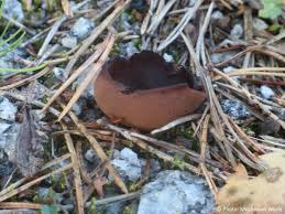 Attēlu rezultāti vaicājumam “Peziza badia”