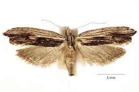 Attēlu rezultāti vaicājumam “Ypsolopha scabrella”
