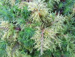 Attēlu rezultāti vaicājumam “Hylocomium splendens”