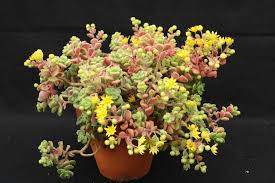 Image result for Aichryson