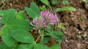 Attēlu rezultāti vaicājumam “Trifolium medium”