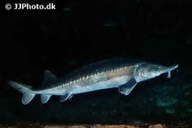 Image result for Huso brevirostrum