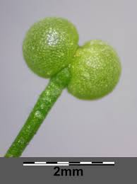 Attēlu rezultāti vaicājumam “Galium palustre”