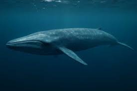 Image result for Balaenoptera musculus