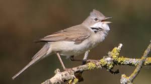 Attēlu rezultāti vaicājumam “Sylvia communis adult”
