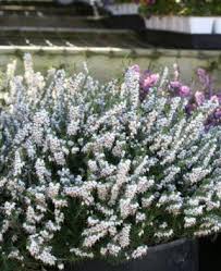 Attēlu rezultāti vaicājumam “Erica x darleyensis flower”